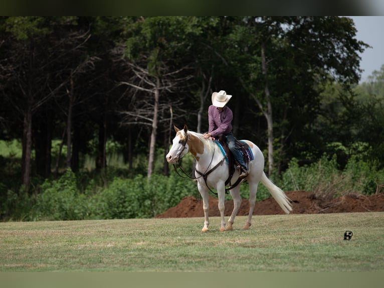 Paint Horse Caballo castrado 6 años 152 cm Pío in Whitesboro, TX