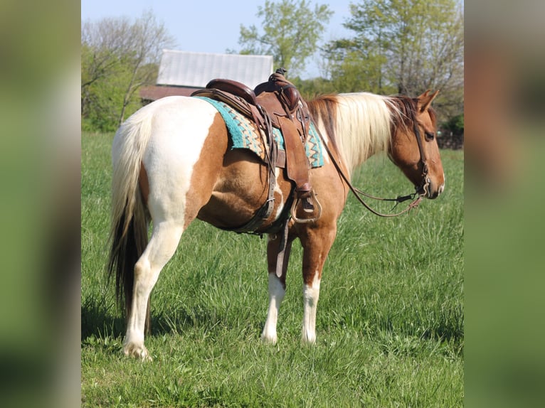 Paint Horse Caballo castrado 6 años 152 cm Pío in Charleston