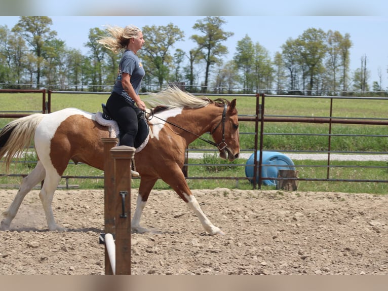 Paint Horse Caballo castrado 6 años 152 cm Pío in Charleston