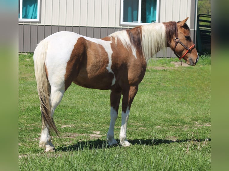 Paint Horse Caballo castrado 6 años 152 cm Pío in Charleston