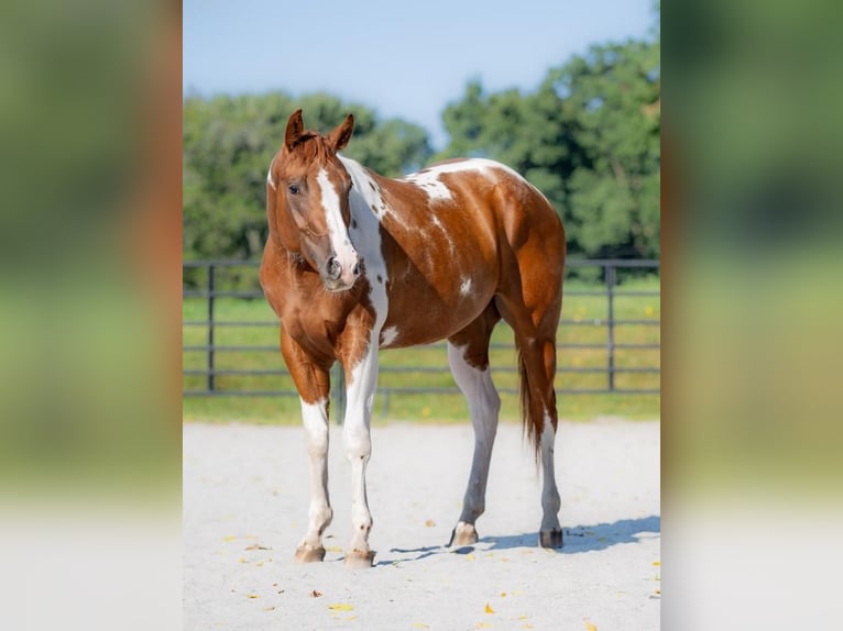 Paint Horse Caballo castrado 6 años 152 cm Tobiano-todas las-capas in New Holland, PA