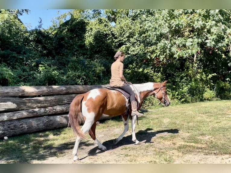 Paint Horse Caballo castrado 6 años 152 cm Tobiano-todas las-capas in New Holland, PA