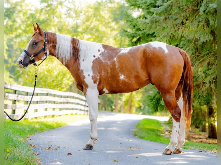 Paint Horse Caballo castrado 6 años 152 cm Tobiano-todas las-capas in New Holland, PA