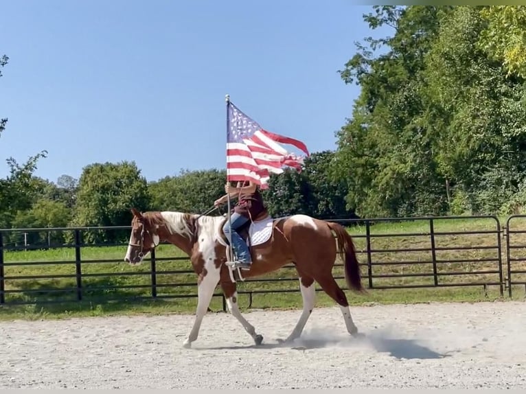 Paint Horse Caballo castrado 6 años 152 cm Tobiano-todas las-capas in New Holland, PA