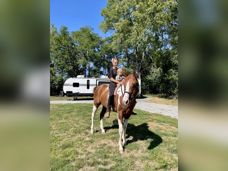 Paint Horse Caballo castrado 6 años 152 cm Tobiano-todas las-capas in New Holland, PA