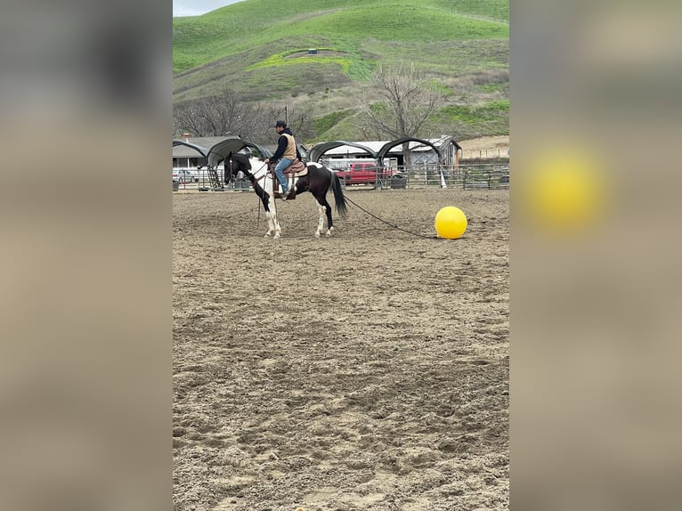 Paint Horse Caballo castrado 6 años 152 cm Tobiano-todas las-capas in Paicines CA