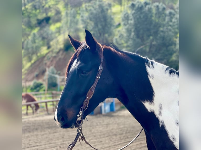 Paint Horse Caballo castrado 6 años 152 cm Tobiano-todas las-capas in Paicines CA