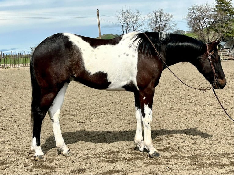 Paint Horse Caballo castrado 6 años 152 cm Tobiano-todas las-capas in Paicines CA