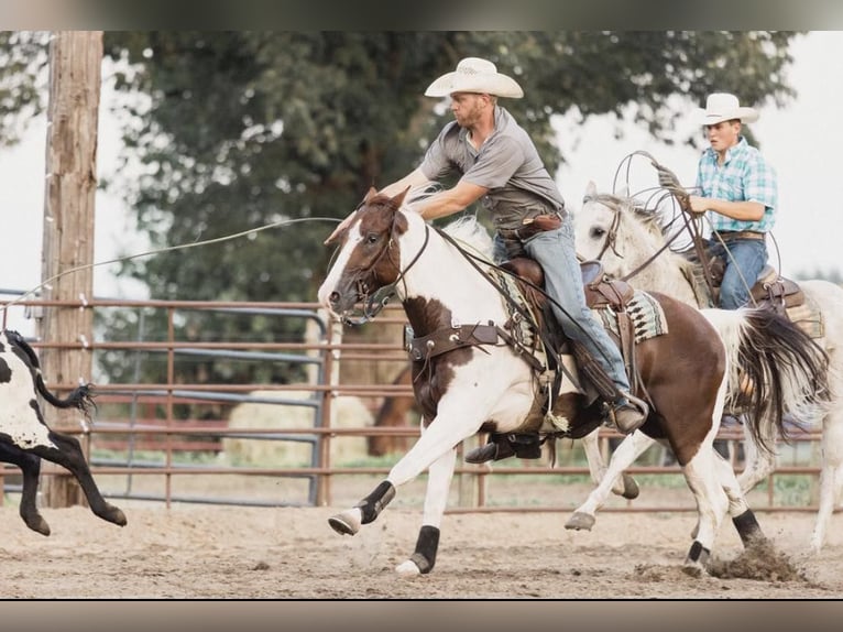 Paint Horse Caballo castrado 6 años 152 cm Tobiano-todas las-capas in North Judson IN