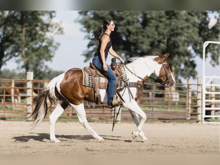 Paint Horse Caballo castrado 6 años 152 cm Tobiano-todas las-capas in North Judson IN