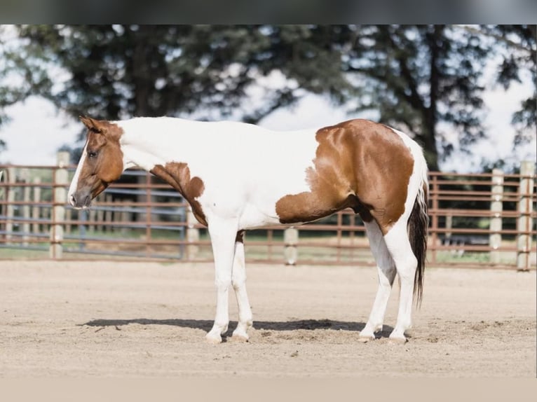 Paint Horse Caballo castrado 6 años 152 cm Tobiano-todas las-capas in North Judson IN