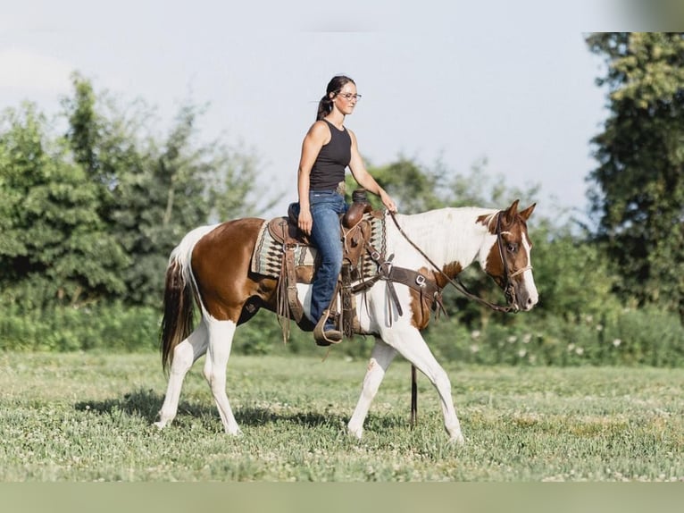 Paint Horse Caballo castrado 6 años 152 cm Tobiano-todas las-capas in North Judson IN