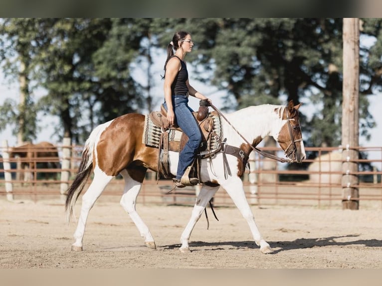 Paint Horse Caballo castrado 6 años 152 cm Tobiano-todas las-capas in North Judson IN