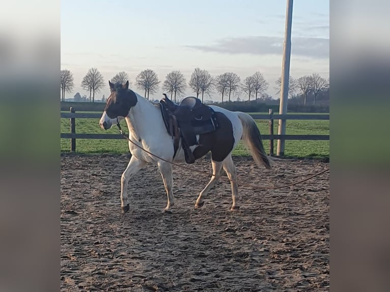 Paint Horse Caballo castrado 6 años 154 cm Pío in Oosterzee