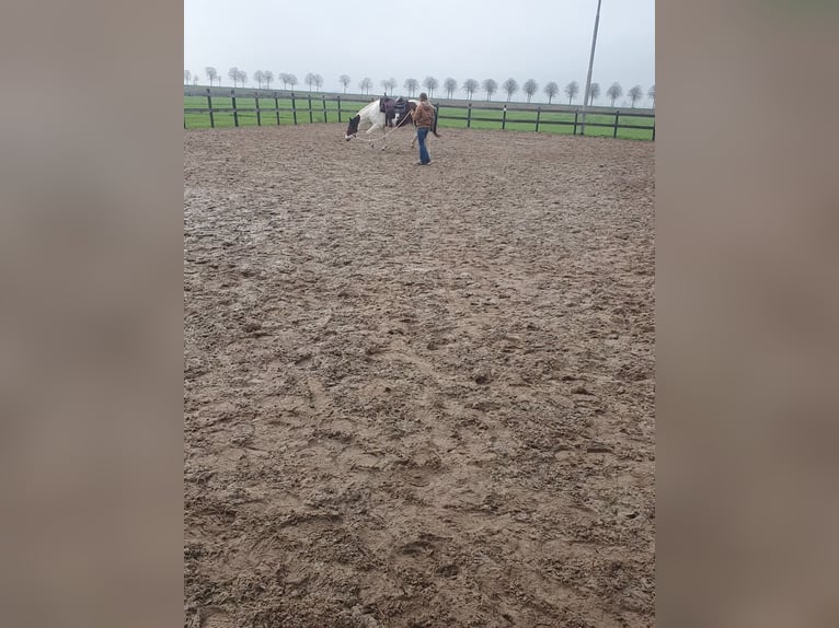 Paint Horse Caballo castrado 6 años 154 cm Pío in Oosterzee