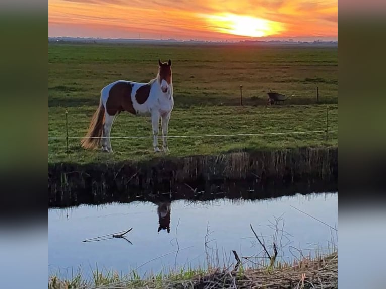 Paint Horse Caballo castrado 6 años 154 cm Pío in Oosterzee