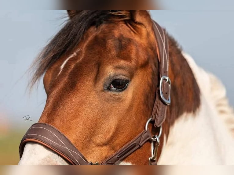 Paint Horse Caballo castrado 6 años 154 cm Pío in Oosterzee