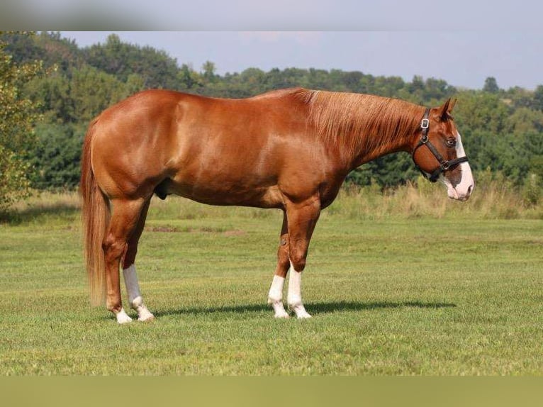 Paint Horse Caballo castrado 6 años 155 cm Alazán rojizo in Hammond, WI