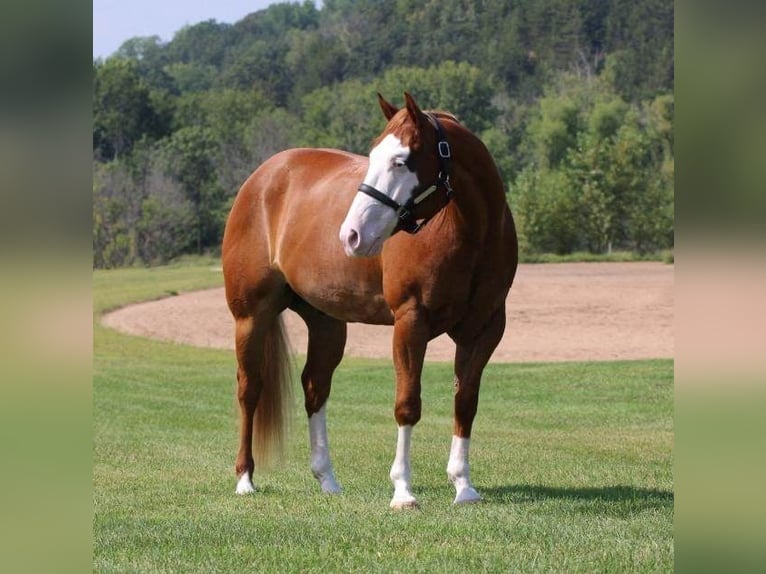 Paint Horse Caballo castrado 6 años 155 cm Alazán rojizo in Hammond, WI