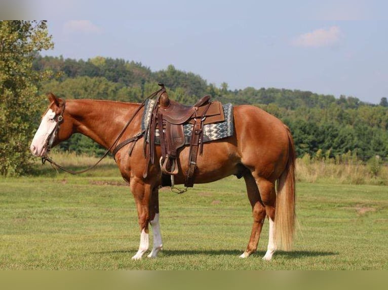 Paint Horse Caballo castrado 6 años 155 cm Alazán rojizo in Hammond, WI