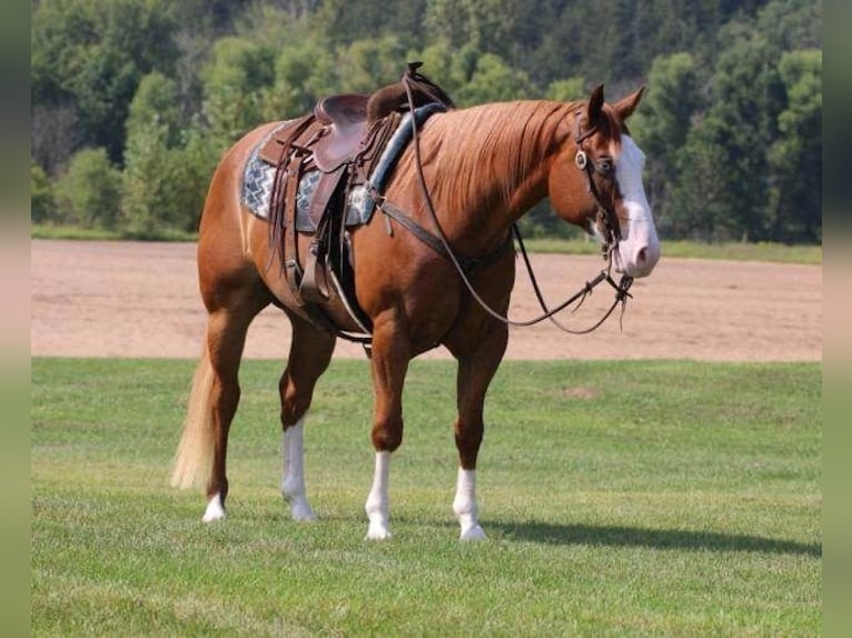 Paint Horse Caballo castrado 6 años 155 cm Alazán rojizo in Hammond, WI