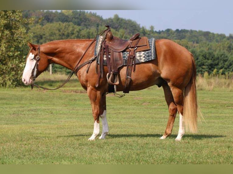 Paint Horse Caballo castrado 6 años 155 cm Alazán rojizo in Hammond, WI