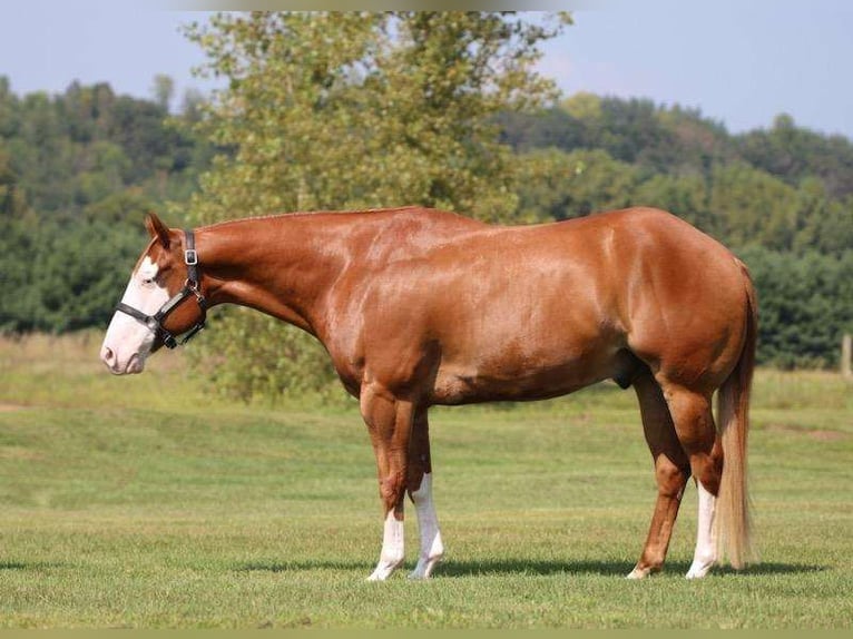 Paint Horse Caballo castrado 6 años 155 cm Alazán rojizo in Hammond, WI