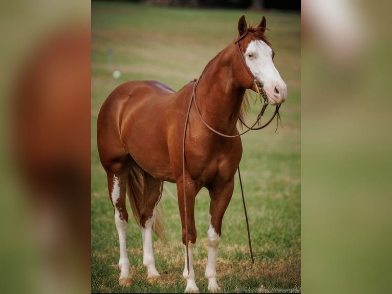 Paint Horse Caballo castrado 6 años 155 cm Alazán rojizo in Auburn