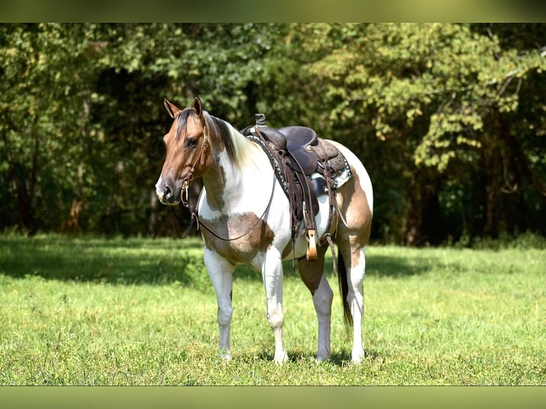 Paint Horse Caballo castrado 6 años 155 cm Bayo in Somerset