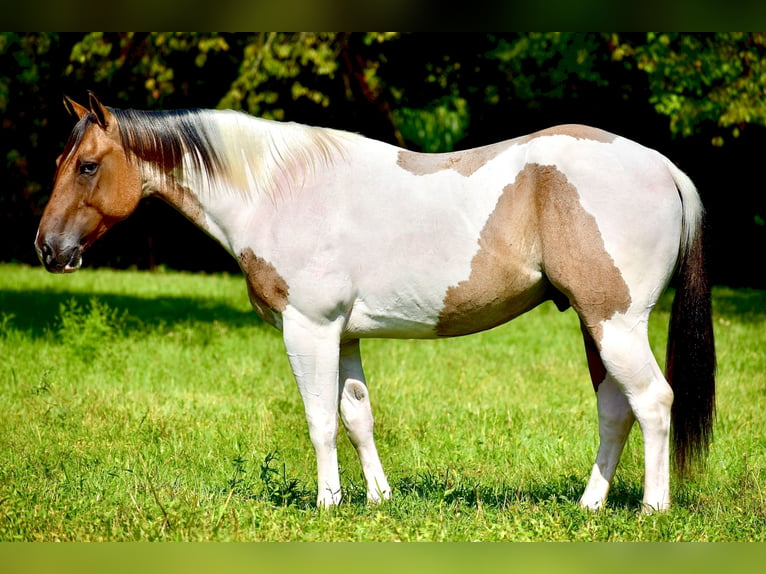 Paint Horse Caballo castrado 6 años 155 cm Bayo in Somerset