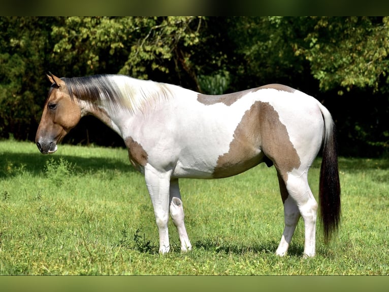 Paint Horse Caballo castrado 6 años 155 cm Bayo in Somerset