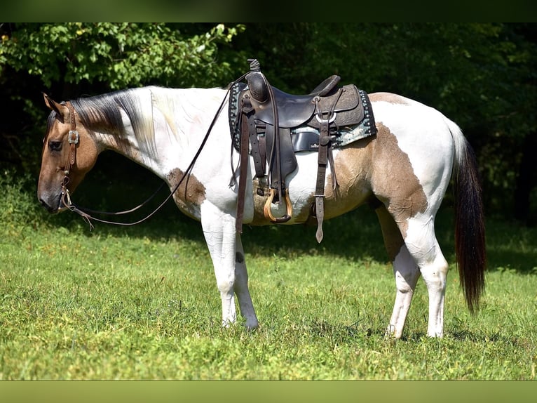 Paint Horse Caballo castrado 6 años 155 cm Bayo in Somerset