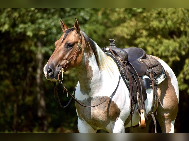 Paint Horse Caballo castrado 6 años 155 cm Bayo in Somerset