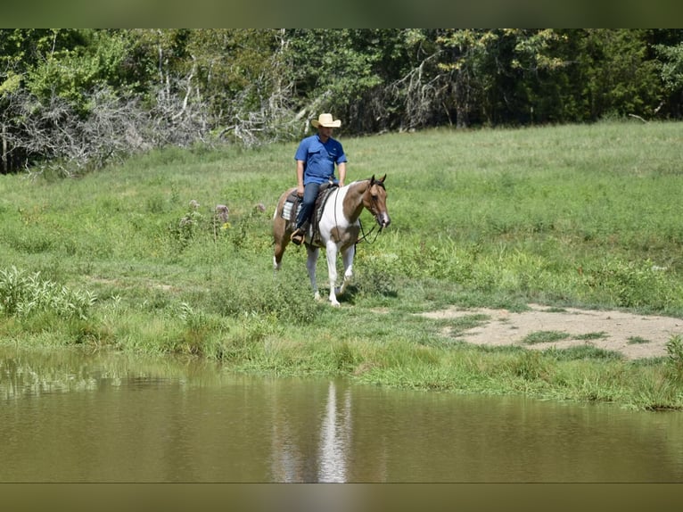 Paint Horse Caballo castrado 6 años 155 cm Bayo in Somerset