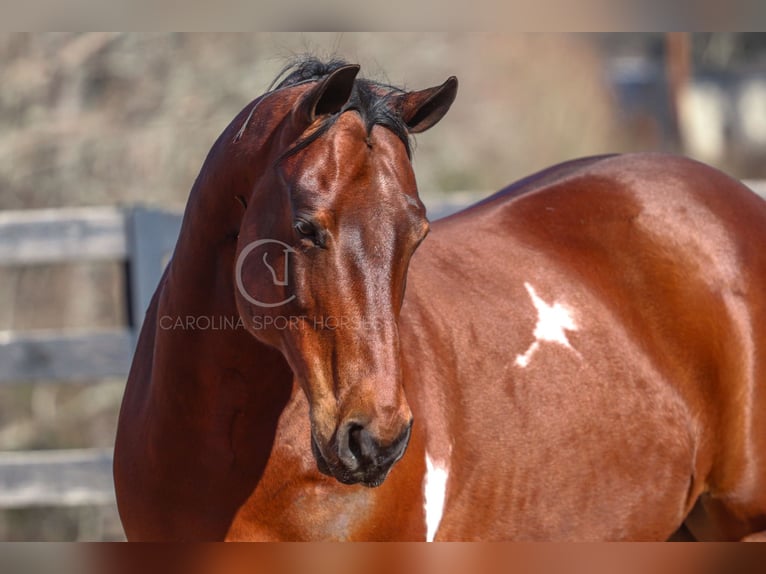 Paint Horse Mestizo Caballo castrado 6 años 155 cm in Clover, SC