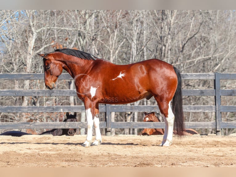 Paint Horse Mestizo Caballo castrado 6 años 155 cm in Clover, SC