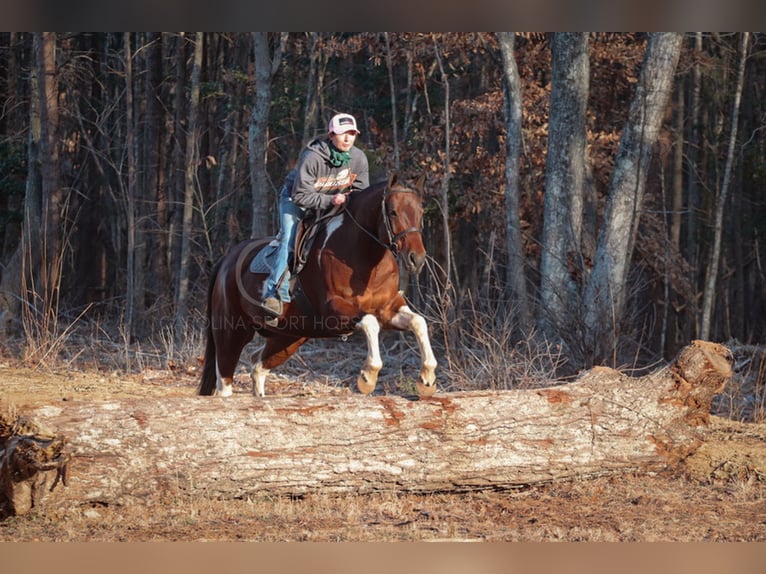 Paint Horse Mestizo Caballo castrado 6 años 155 cm in Clover, SC