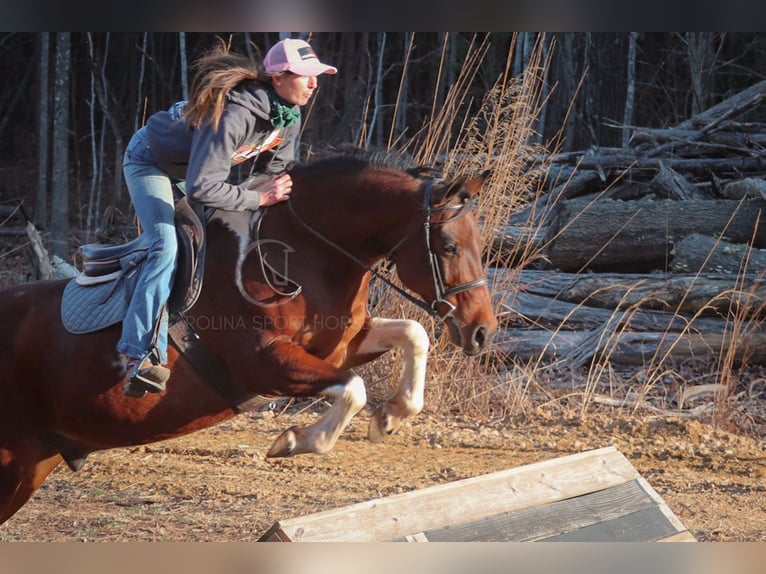 Paint Horse Mestizo Caballo castrado 6 años 155 cm in Clover, SC