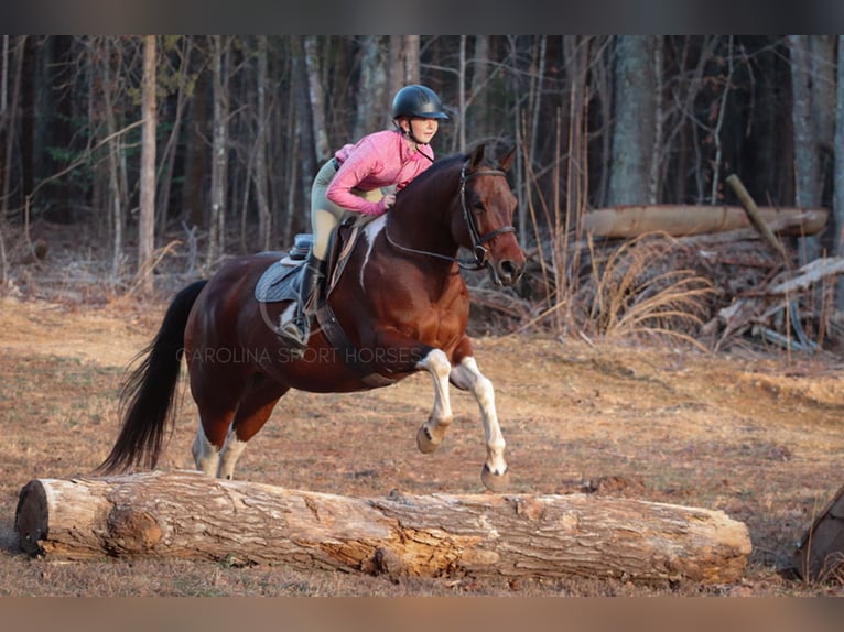 Paint Horse Mestizo Caballo castrado 6 años 155 cm in Clover, SC