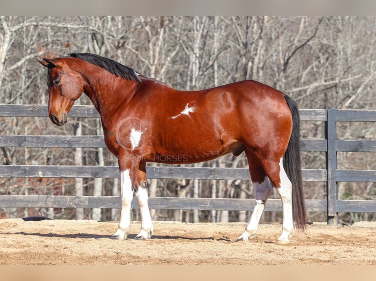 Paint Horse Mestizo Caballo castrado 6 años 155 cm in Clover, SC