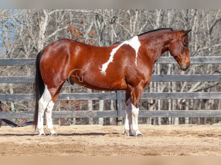 Paint Horse Mestizo Caballo castrado 6 años 155 cm in Clover, SC