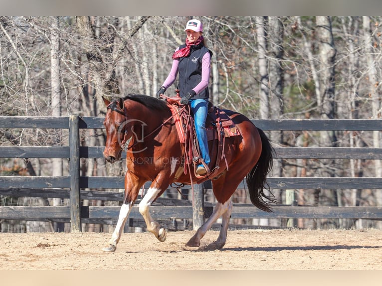 Paint Horse Mestizo Caballo castrado 6 años 155 cm in Clover, SC