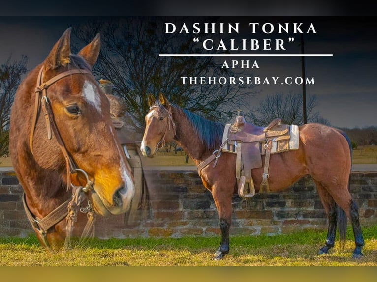 Paint Horse Caballo castrado 6 años 155 cm Castaño rojizo in Mckinney, TX