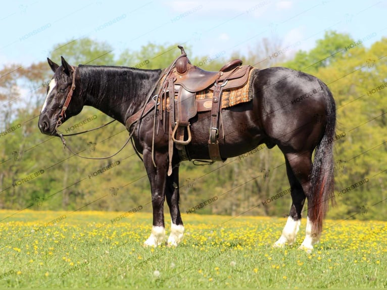 Paint Horse Caballo castrado 6 años 155 cm Negro in Clarion