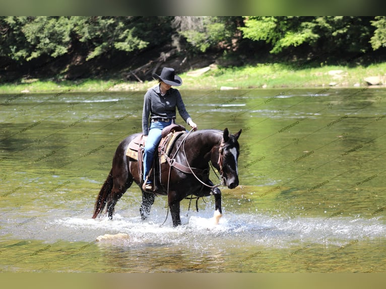 Paint Horse Caballo castrado 6 años 155 cm Negro in Clarion