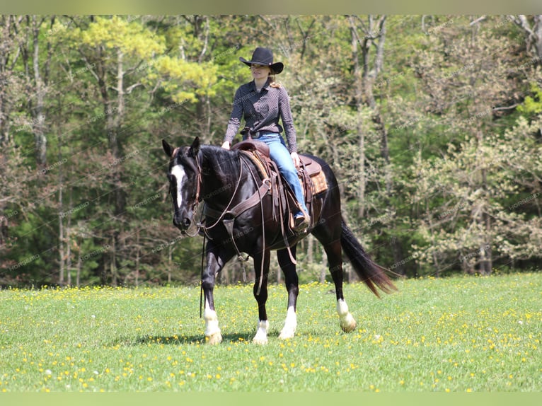 Paint Horse Caballo castrado 6 años 155 cm Negro in Clarion