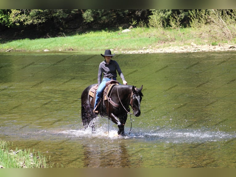 Paint Horse Caballo castrado 6 años 155 cm Negro in Clarion