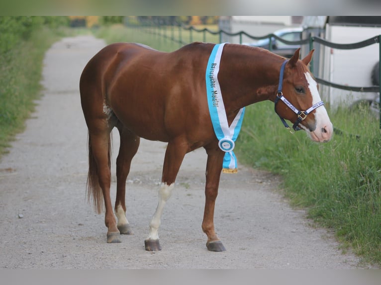 Paint Horse Caballo castrado 6 años 155 cm Overo-todas las-capas in Kupferzell