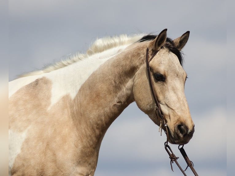 Paint Horse Caballo castrado 6 años 155 cm Tobiano-todas las-capas in Brodhead KY