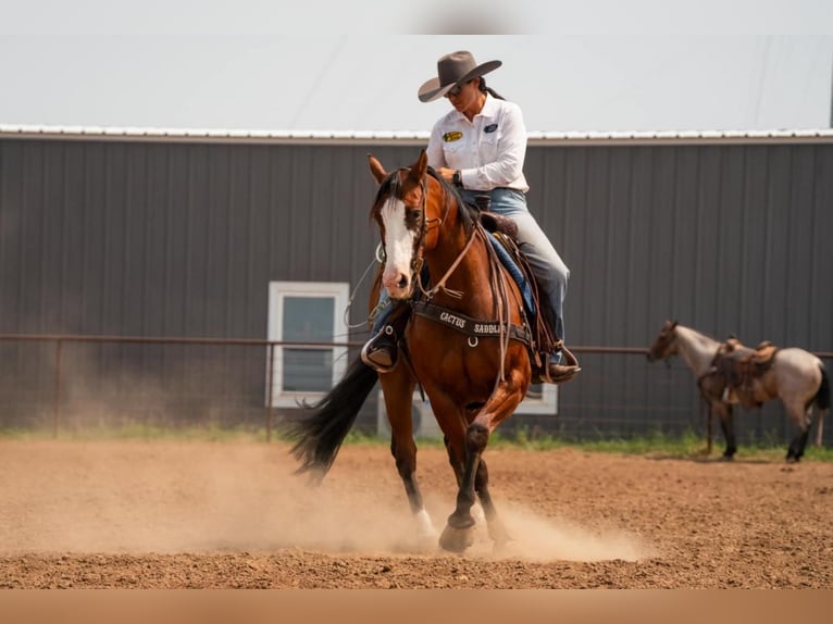 Paint Horse Caballo castrado 6 años 157 cm Castaño rojizo in Canyon, TX